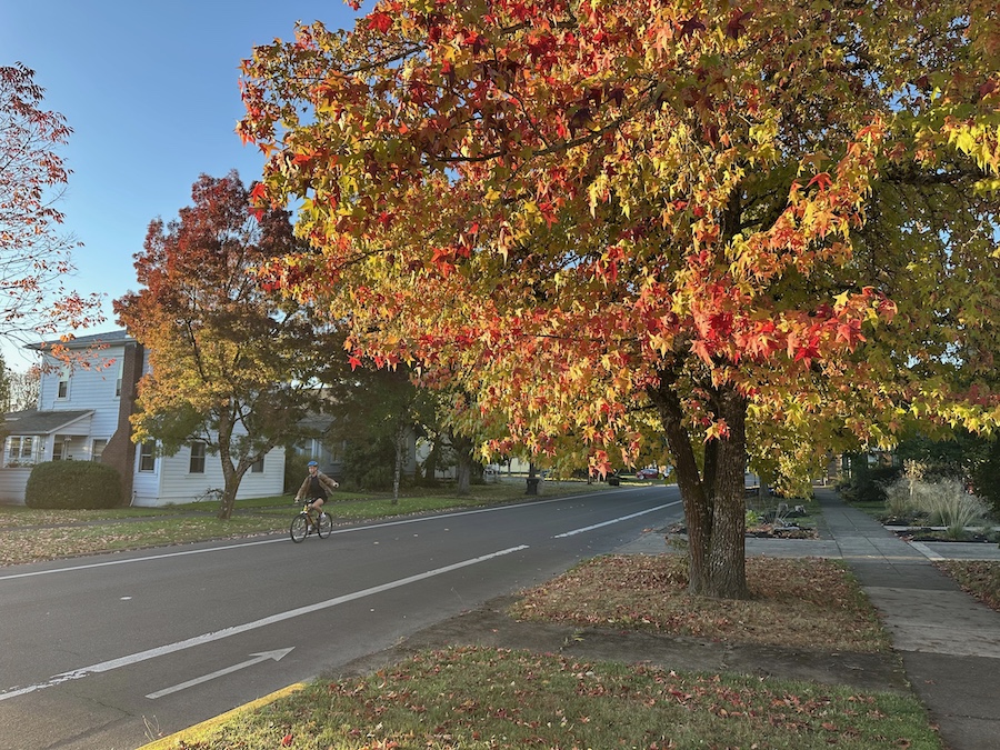 Picture of the neighborhood street adjacent to the proposed development site